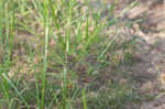 Whiteedge flatsedge